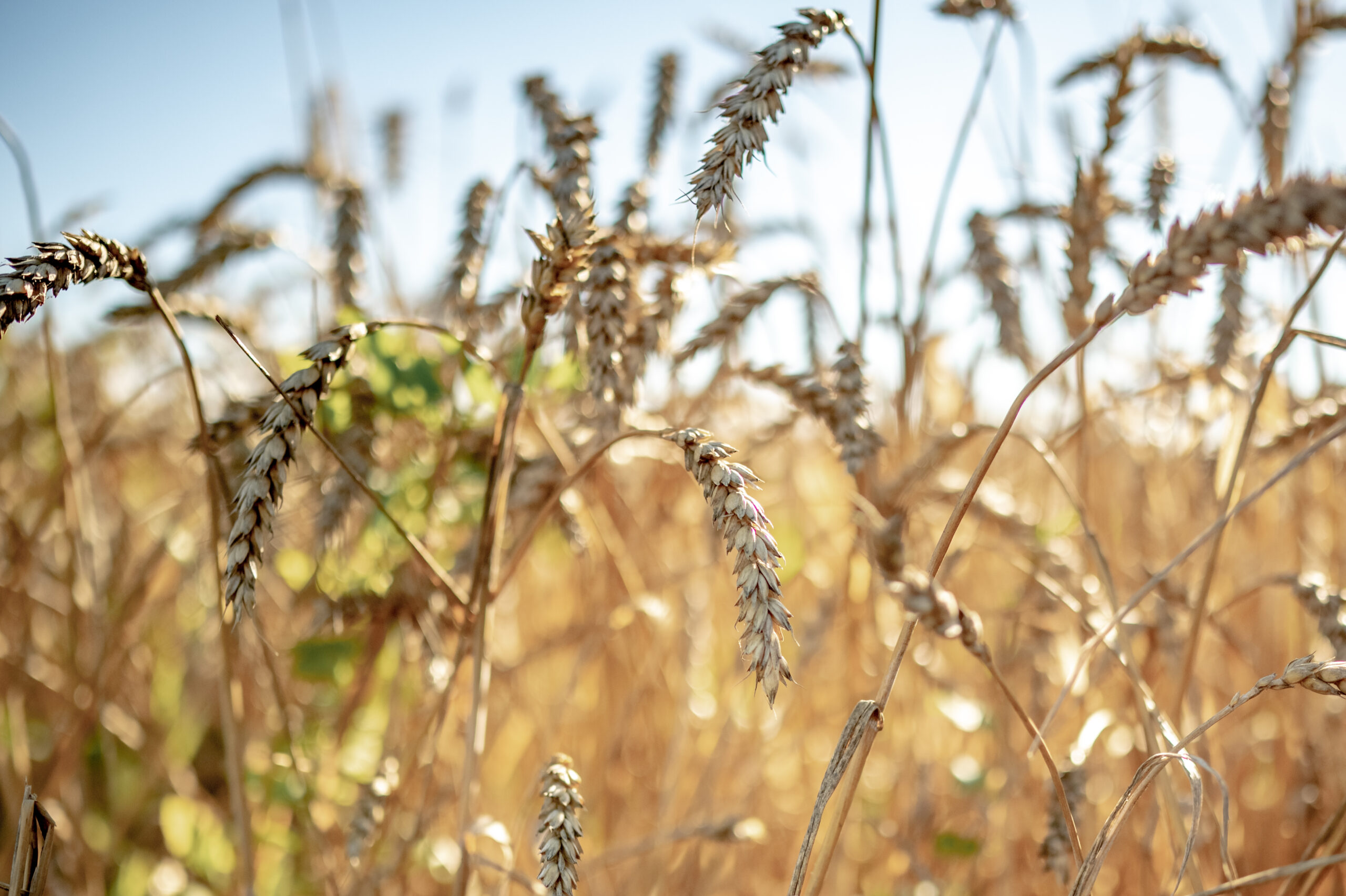 Ears of rye in the field. A field of rye on a summer day. Harvesting, grain crops. Shallow depth of field Cultiu de cereals i farratges propis.