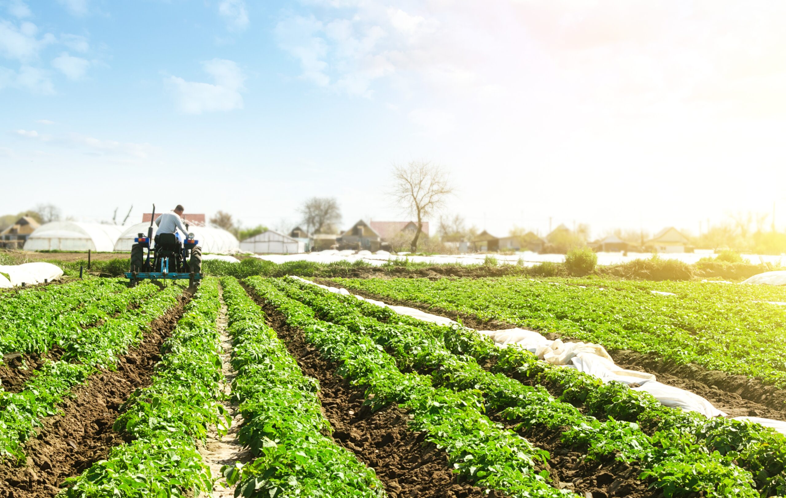 Farmer cultivates a field plantation of young Riviera potatoes. Weed removal and improved air access to plant roots. Fertilizer with nitrate and plowing soil for further irrigation irrigation.