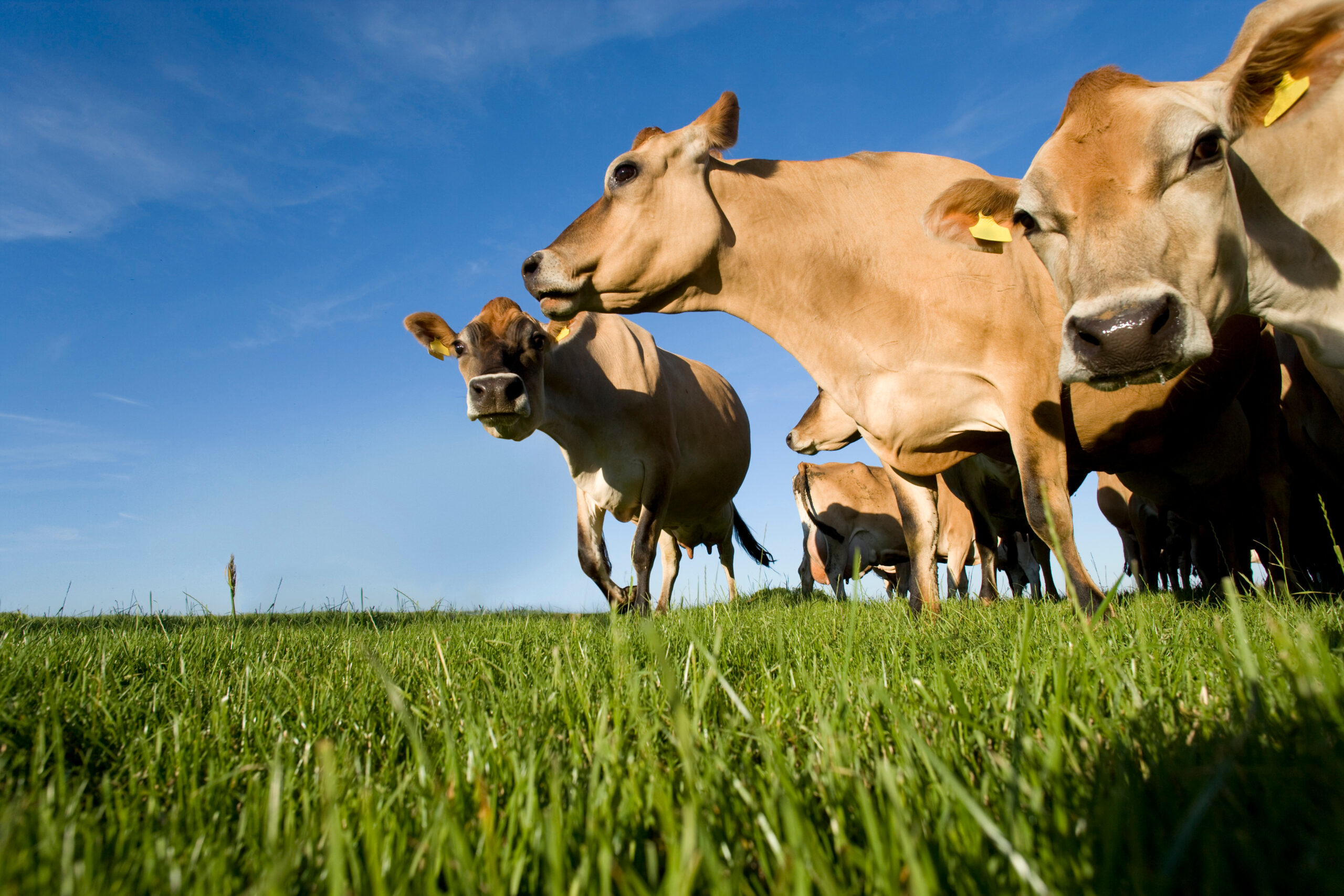 herd-of-jersey-cattle-grazing-in-field-on-livestoc-2025-10-16-23-54-24-utc A Ramaderia Salber creiem en una ramaderia responsable. Producció i engreix de bestiar boví.