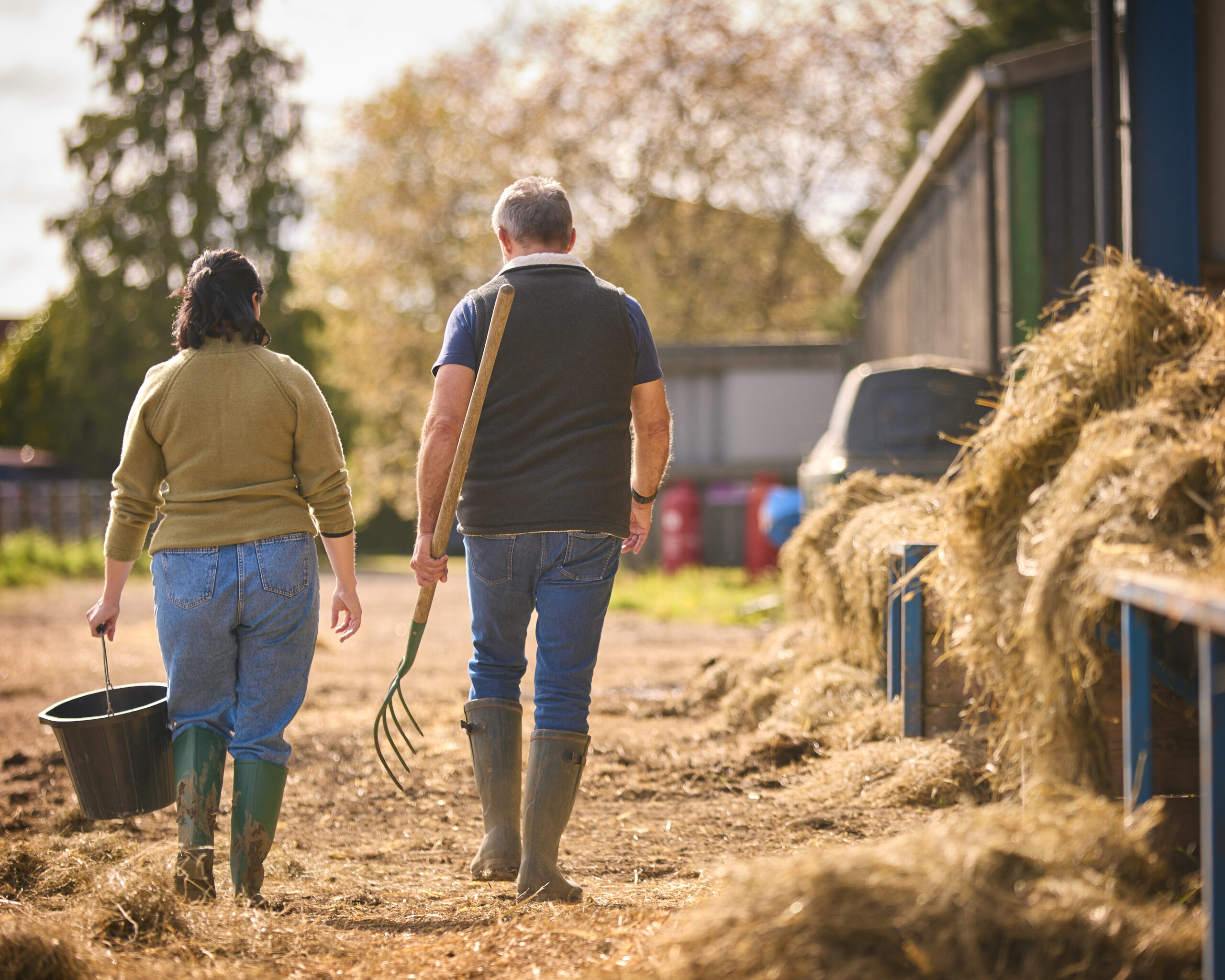 Rear View Of Male And Female Farm Workers Walking Across Yard Past Cattle Barn At Feeding Time