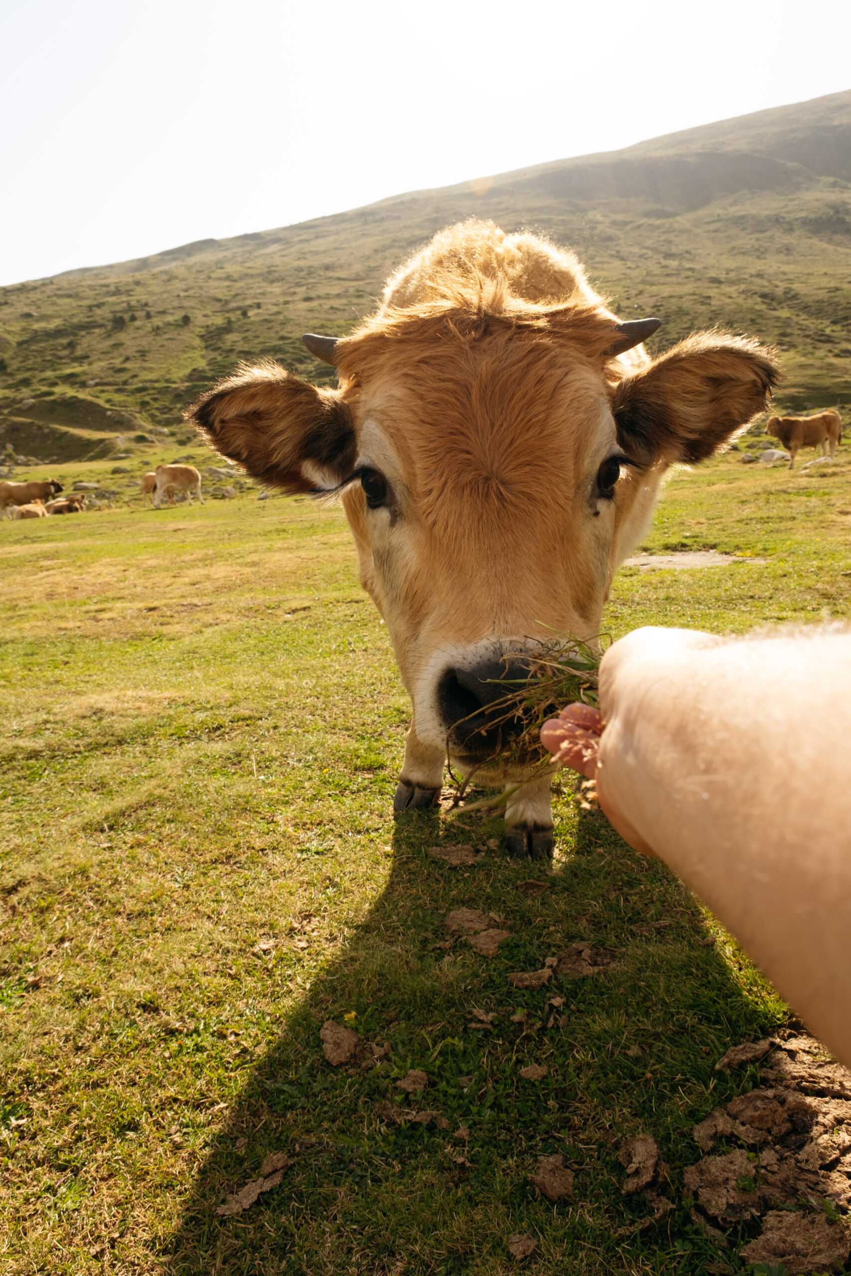 vaca jersey-alimentant Agricultura i ramaderia. Imatge d'una persona alimentant una vaca.